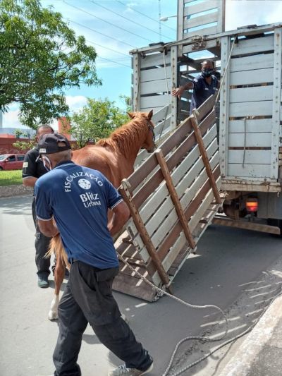 notícia: Prefeitura resgata e abriga animais de grande porte soltos em ruas e avenidas de São Luís