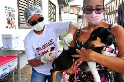 notícia: Prefeitura de São Luís promove vacinação antirrábica no João de Deus