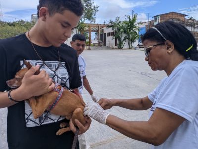 Prefeitura de São Luís segue com vacinação antirrábica de cães e gatos
